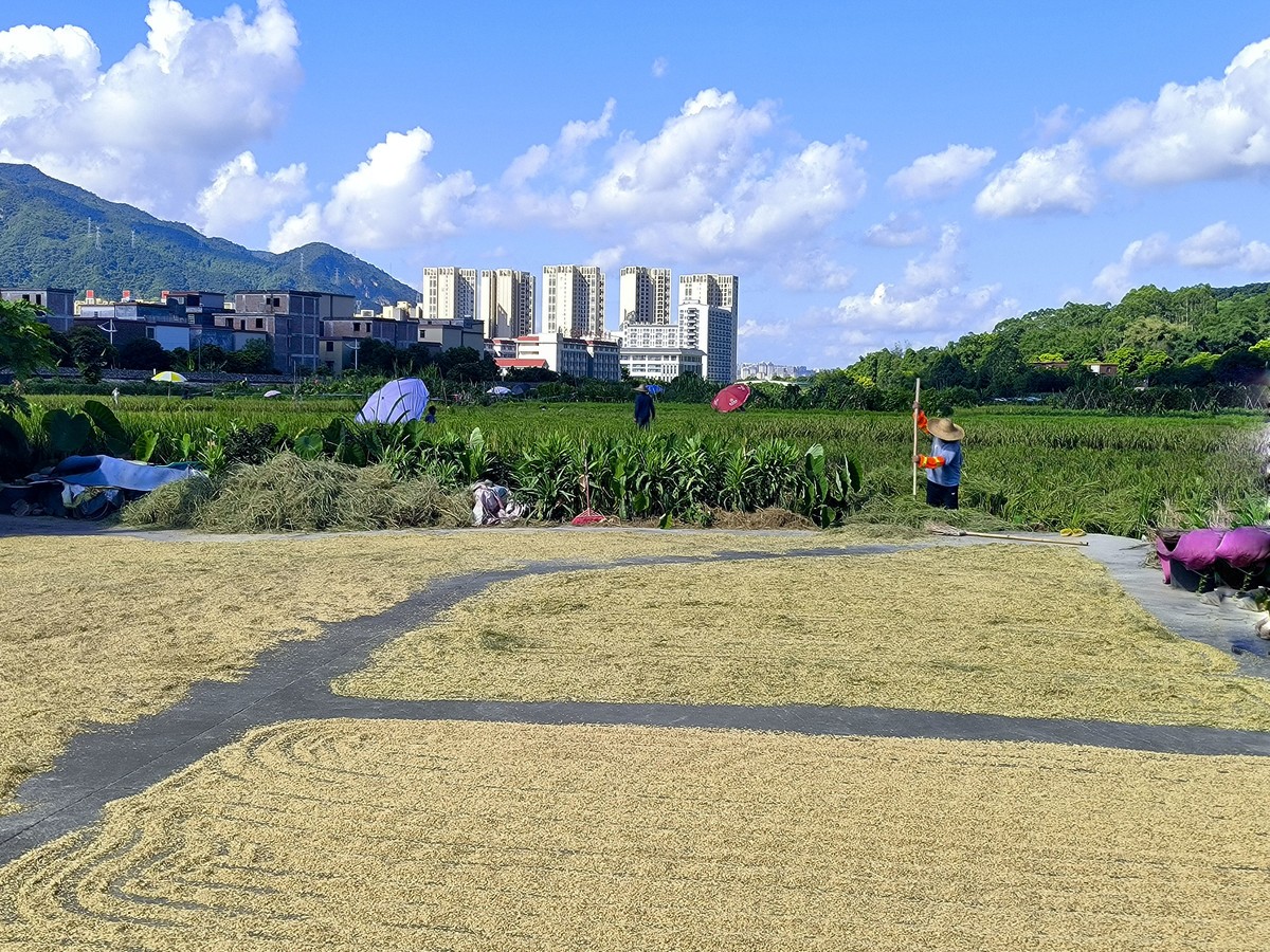 手机随拍红岭村