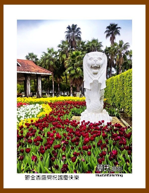 欢度祖国七十五华诞——郁金香盛开祝国庆快乐