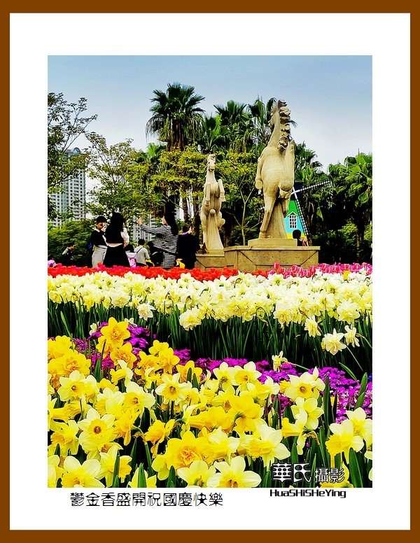 欢度祖国七十五华诞——郁金香盛开祝国庆快乐