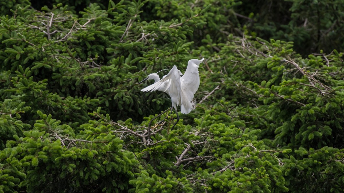 育 雏 期 的 鹭 鸟 （ 六 ）