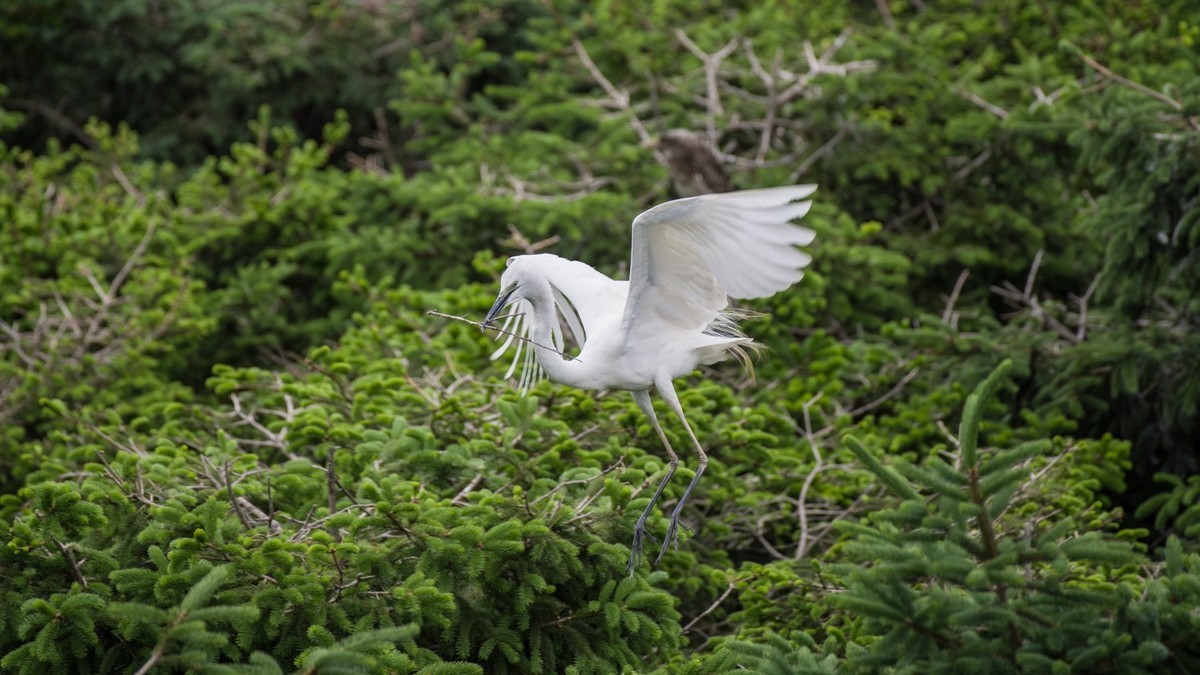育 雏 期 的 鹭 鸟 （ 六 ）