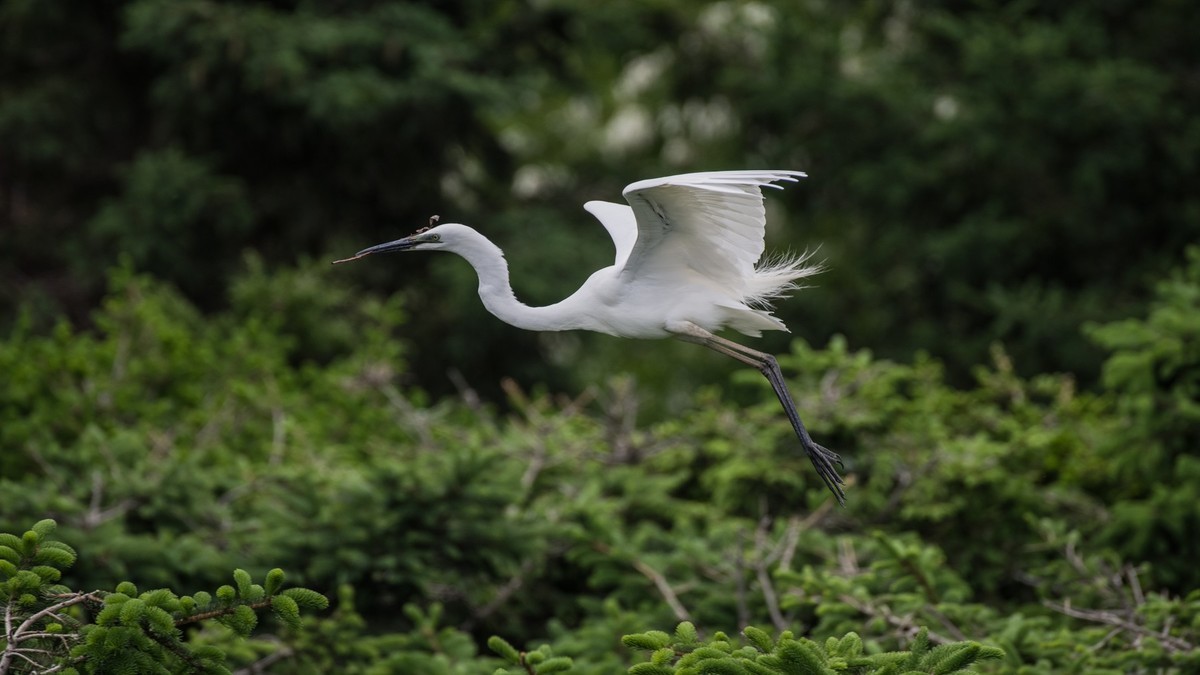 育 雏 期 的 鹭 鸟 （ 六 ）