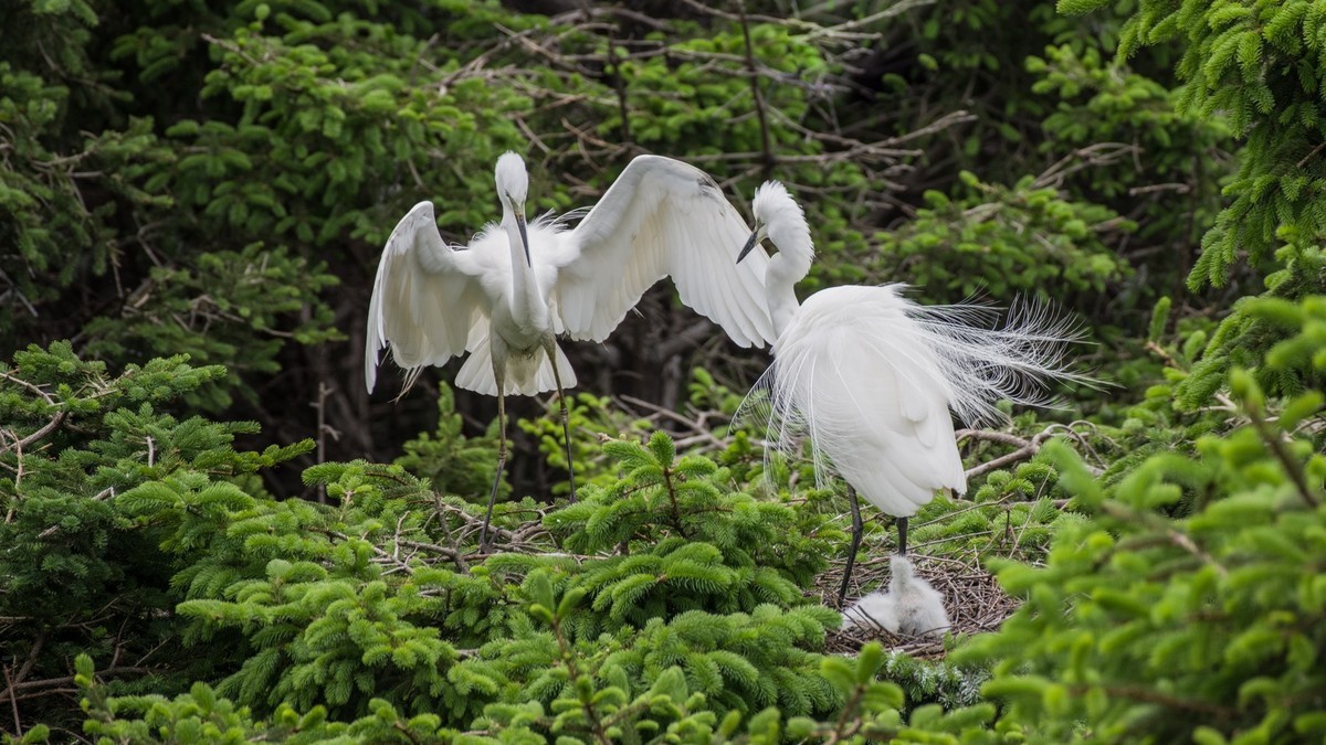 育 雏 期 的 鹭 鸟 （ 六 ）