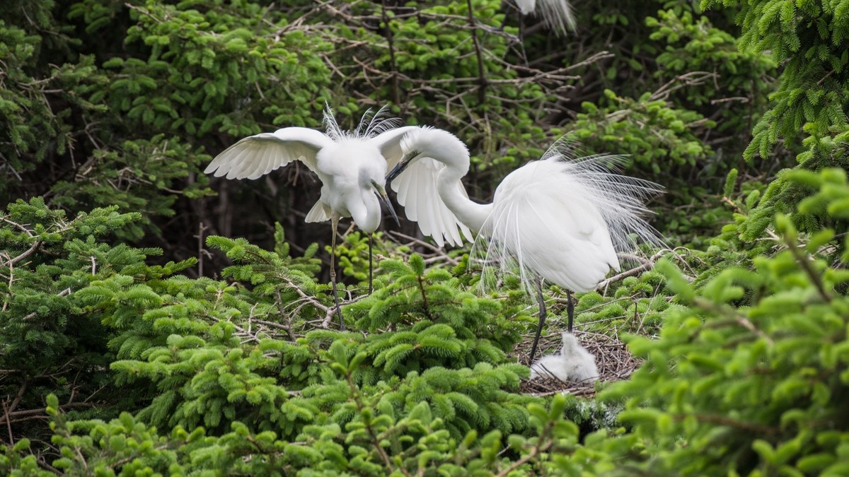 育 雏 期 的 鹭 鸟 （ 六 ）