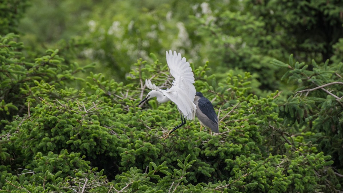 育 雏 期 的 鹭 鸟 （ 六 ）