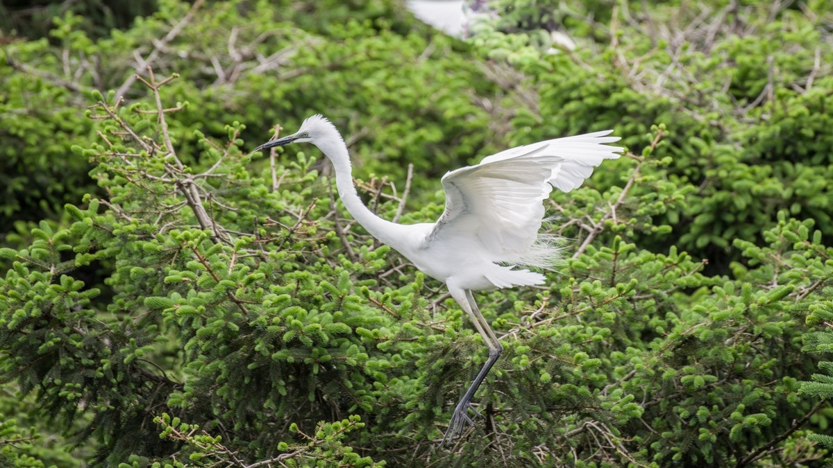 育 雏 期 的 鹭 鸟 （ 六 ）