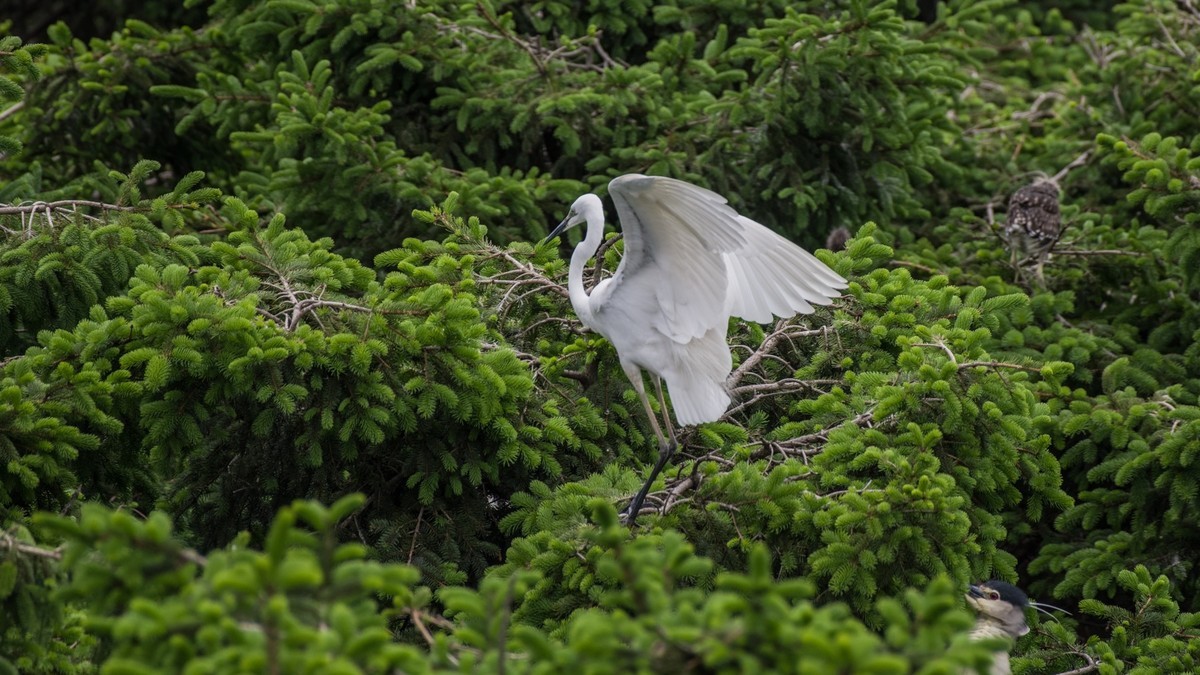 育 雏 期 的 鹭 鸟 （ 六 ）