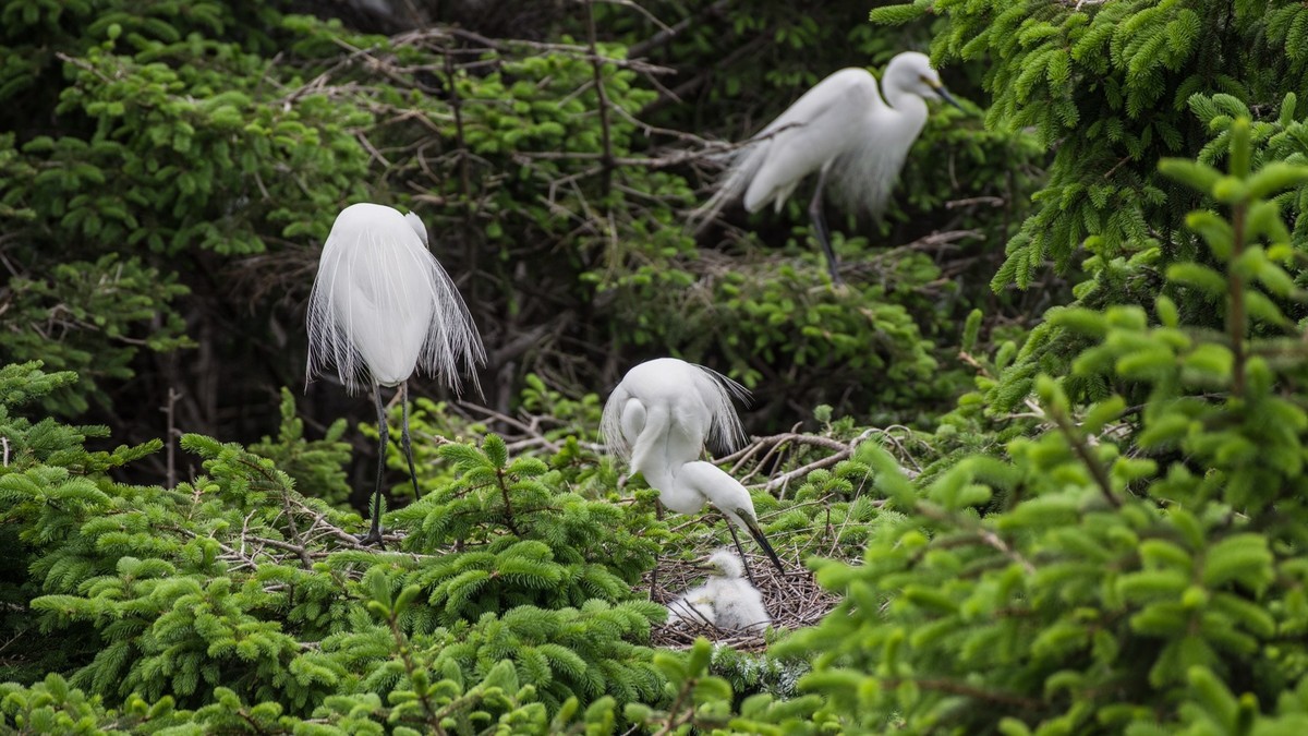 育 雏 期 的 鹭 鸟 （ 六 ）