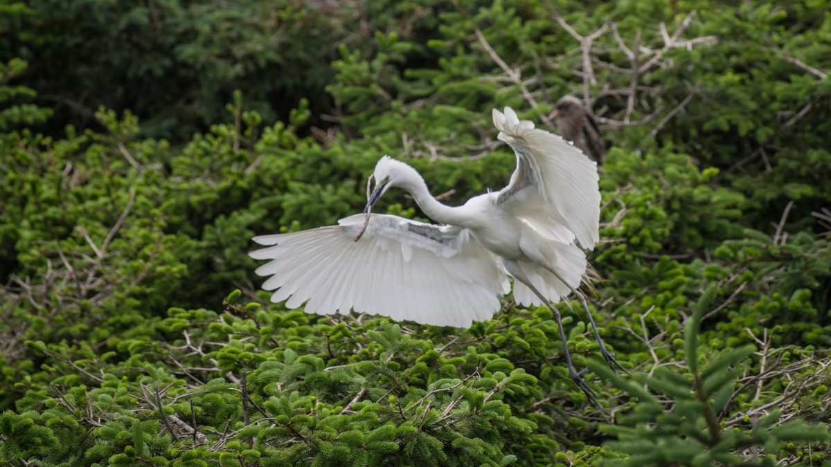 育 雏 期 的 鹭 鸟 （ 六 ）