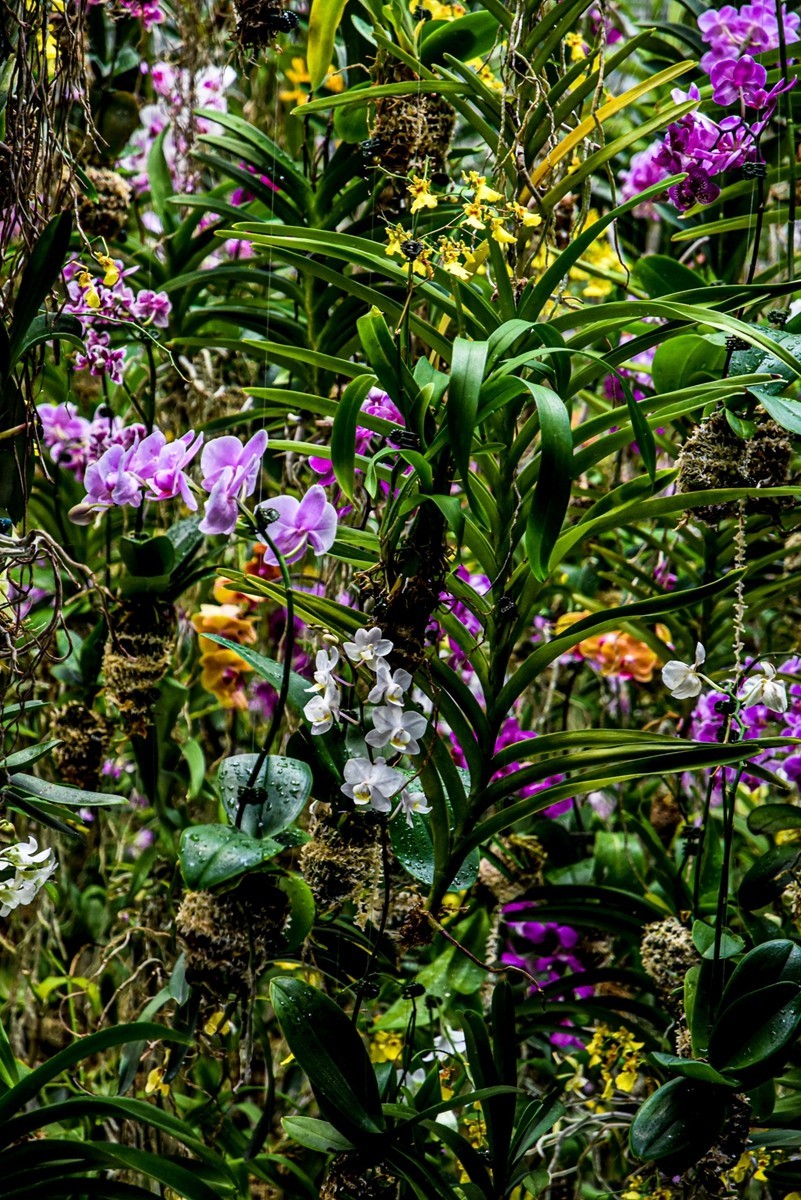 浅草之“秋叶原”（日本）