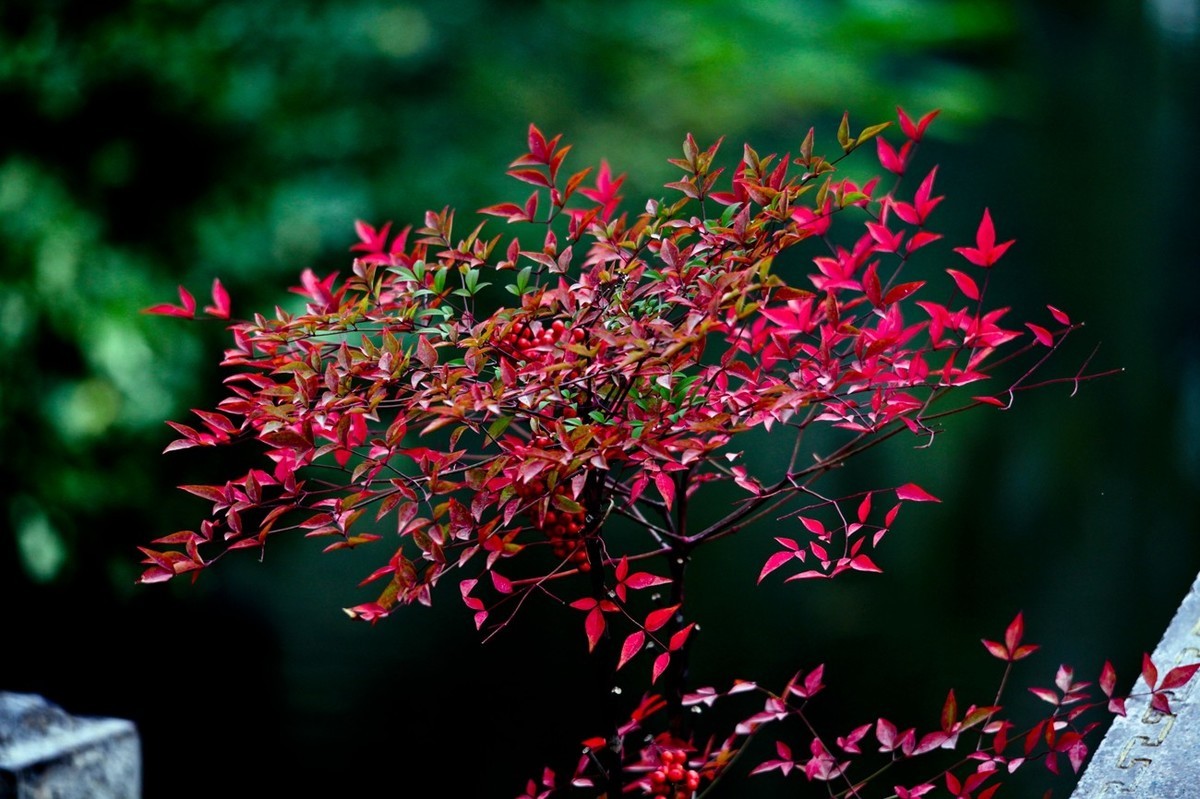 忆金秋——花&叶