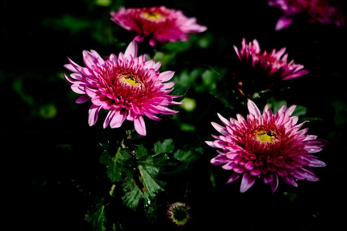 忆金秋——花&叶