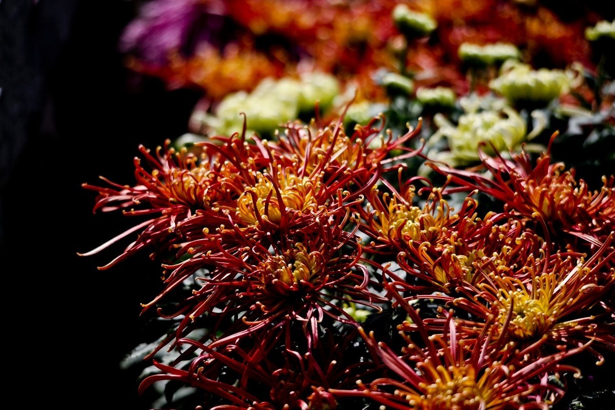 忆金秋——花&叶