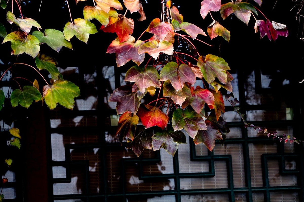 忆金秋——花&叶
