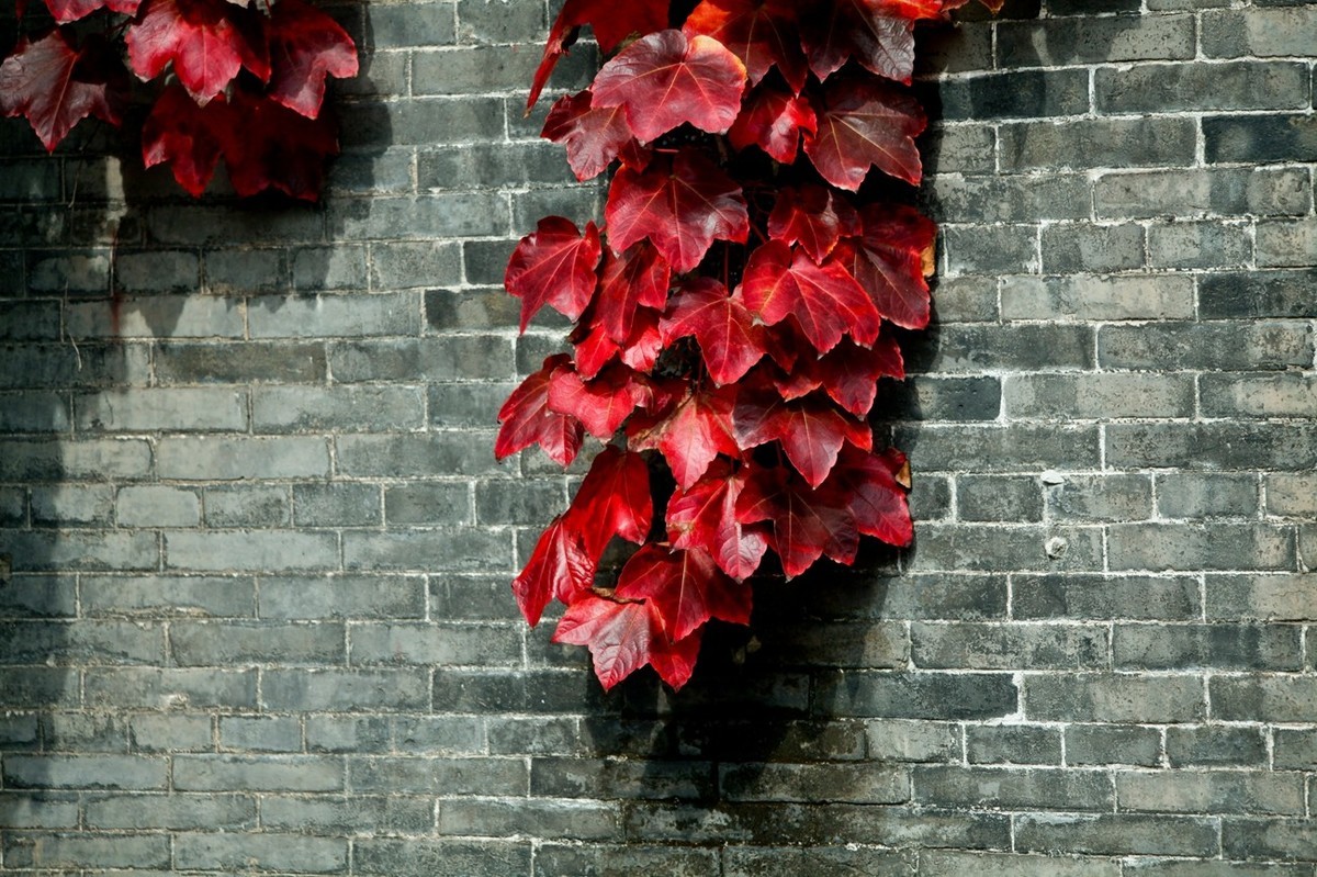 忆金秋——花&叶