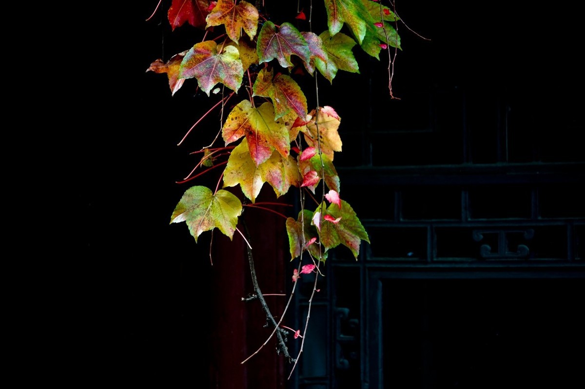 忆金秋——花&叶