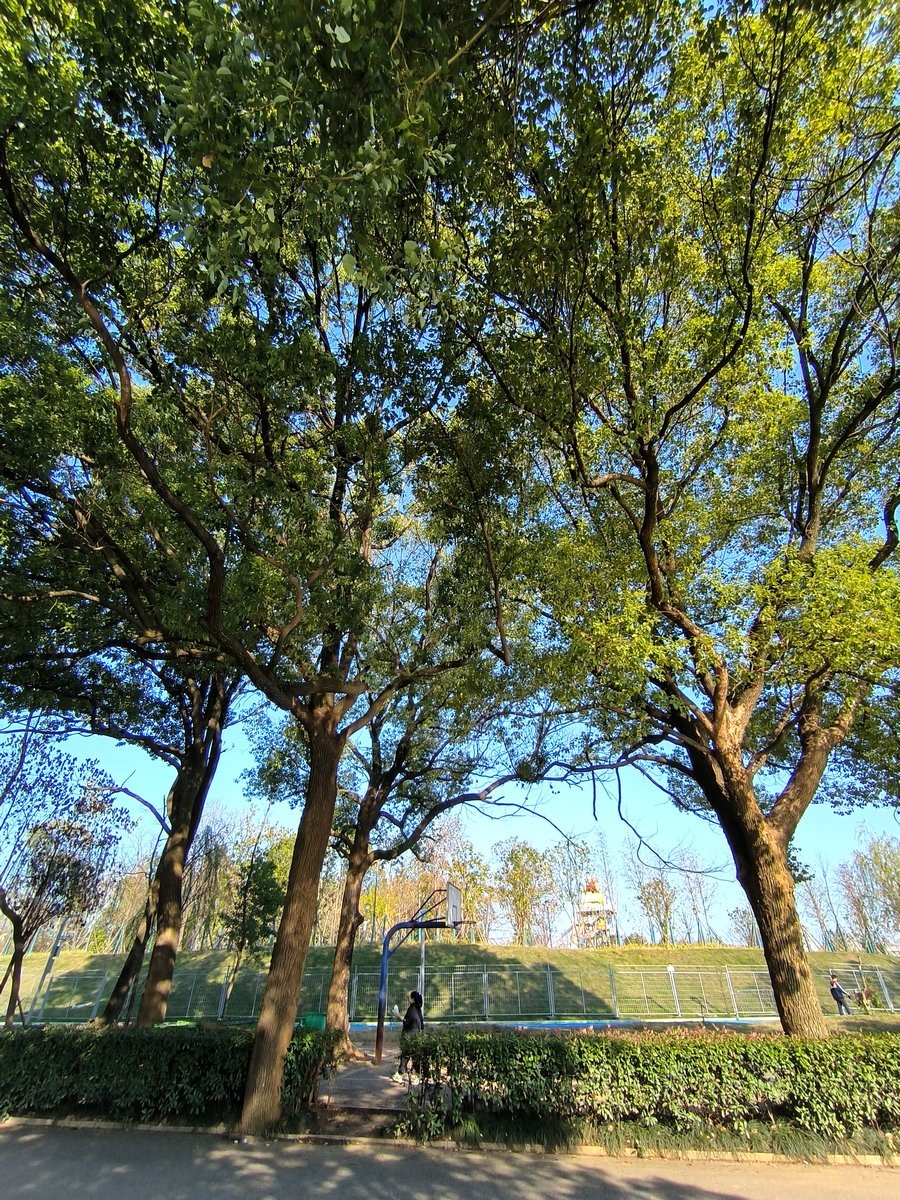 漫步星城 走街串巷（587）农大逸苑湖