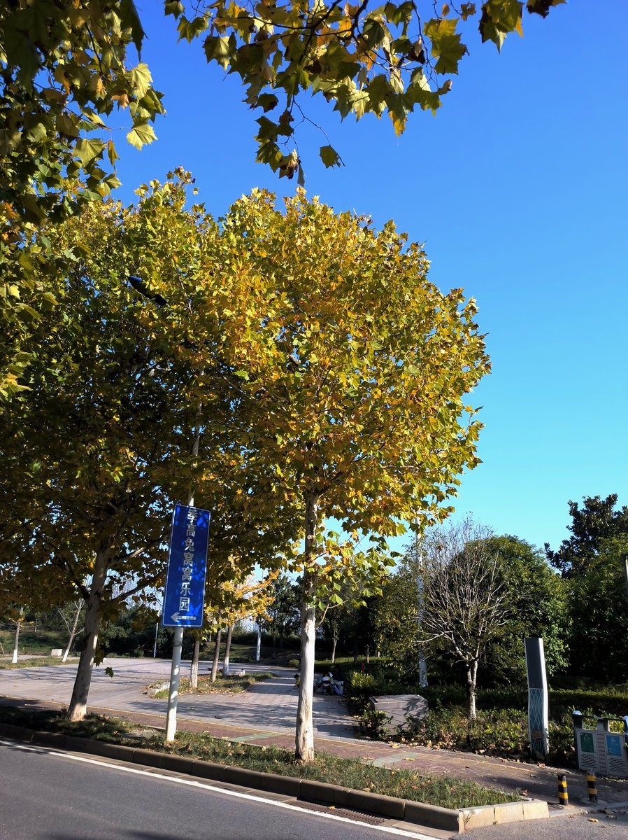 漫步星城 走街串巷（587）农大逸苑湖