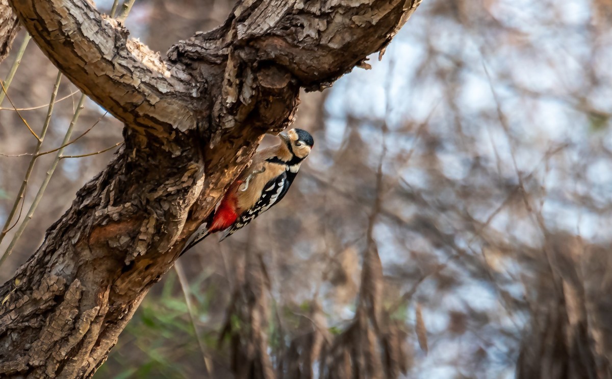 大斑啄木鸟（四）
