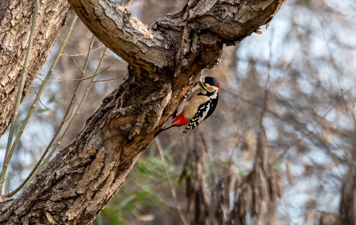 大斑啄木鸟（四）