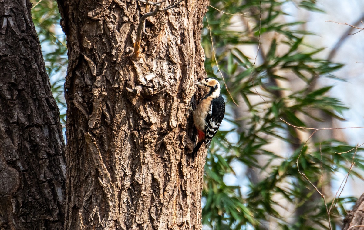 大斑啄木鸟（四）