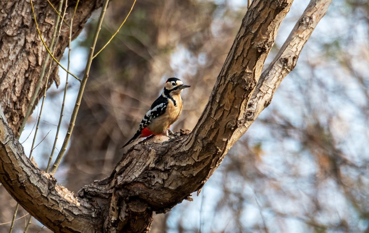 大斑啄木鸟（四）