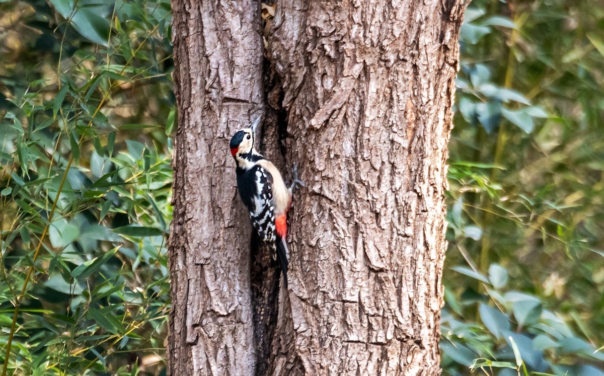 大斑啄木鸟（四）