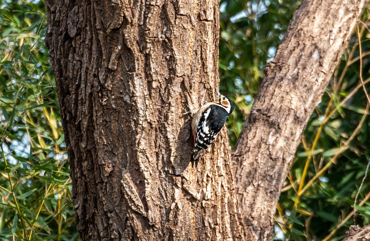 大斑啄木鸟（四）