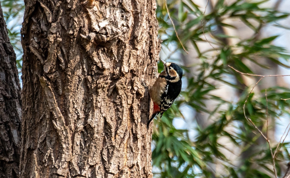 大斑啄木鸟（四）