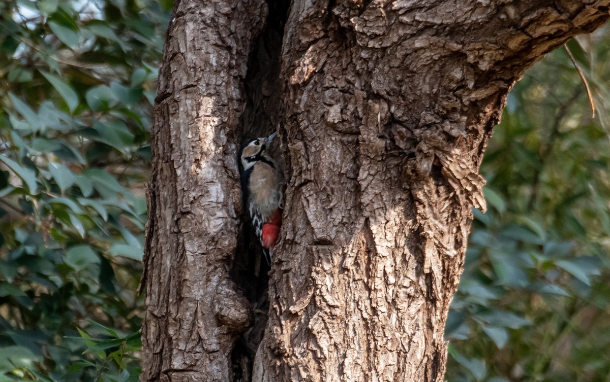 大斑啄木鸟（四）