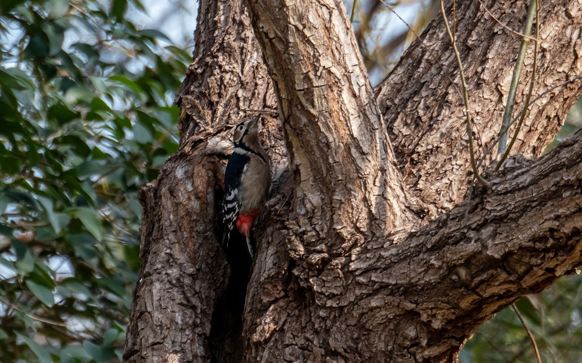 大斑啄木鸟（四）