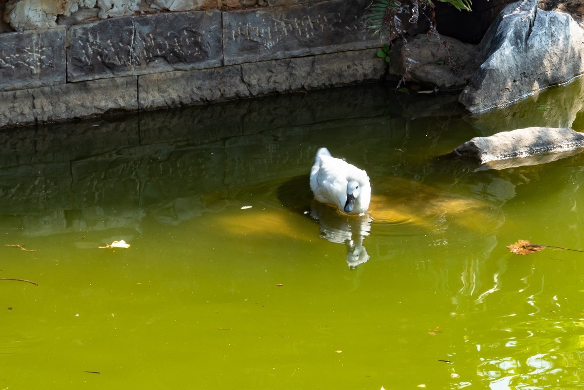 建水 · 朱家花园