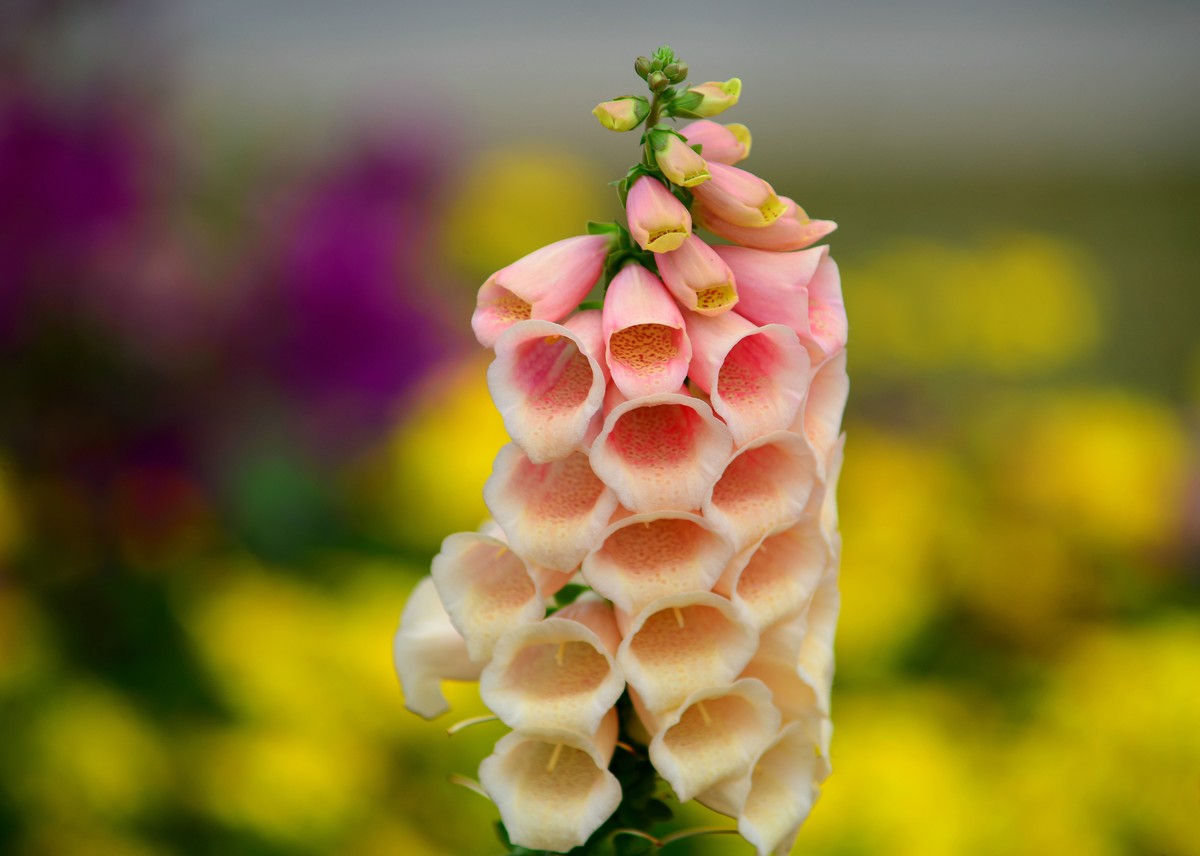 春天的毛地黄花。