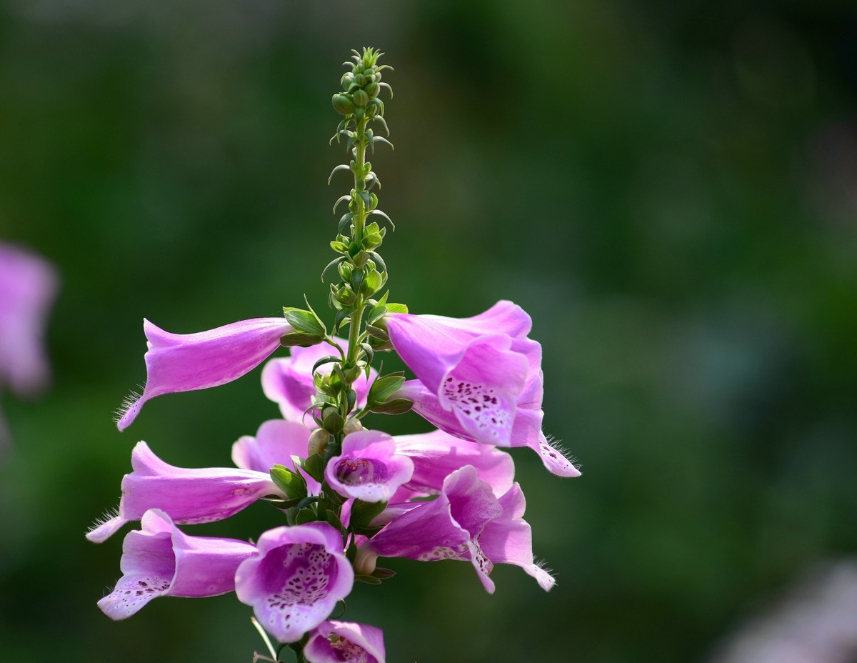 春天的毛地黄花。