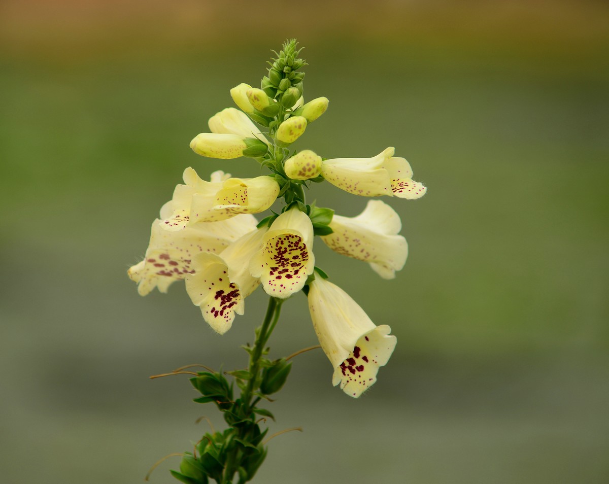 春天的毛地黄花。