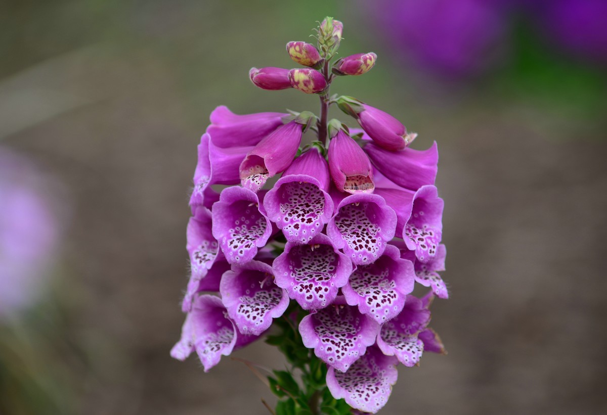 春天的毛地黄花。