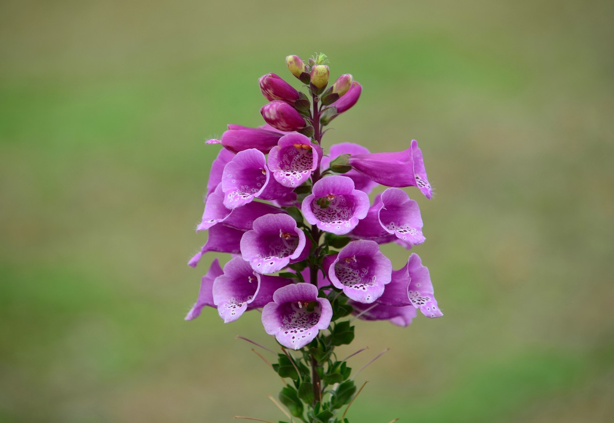 春天的毛地黄花。