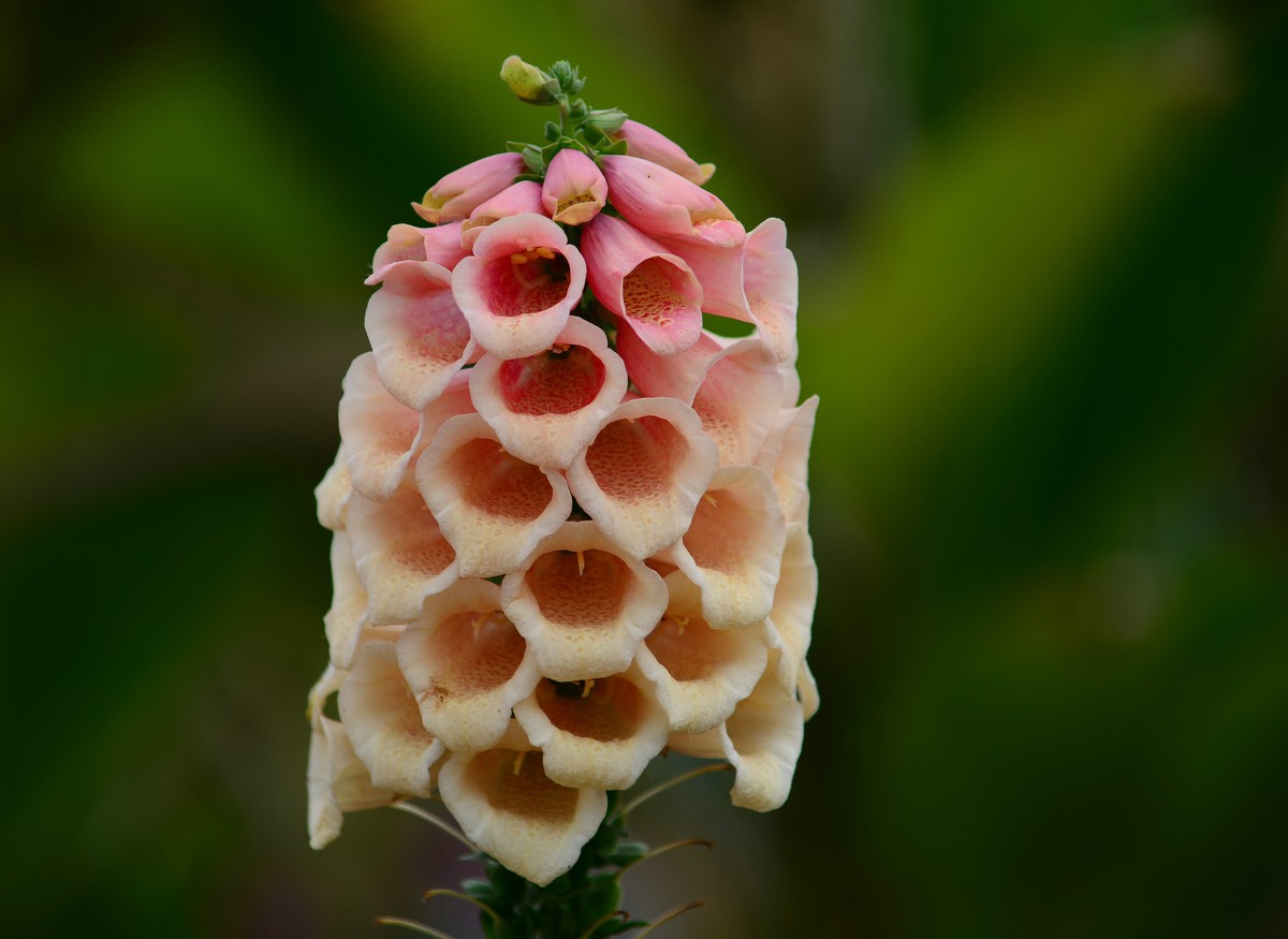 春天的毛地黄花。