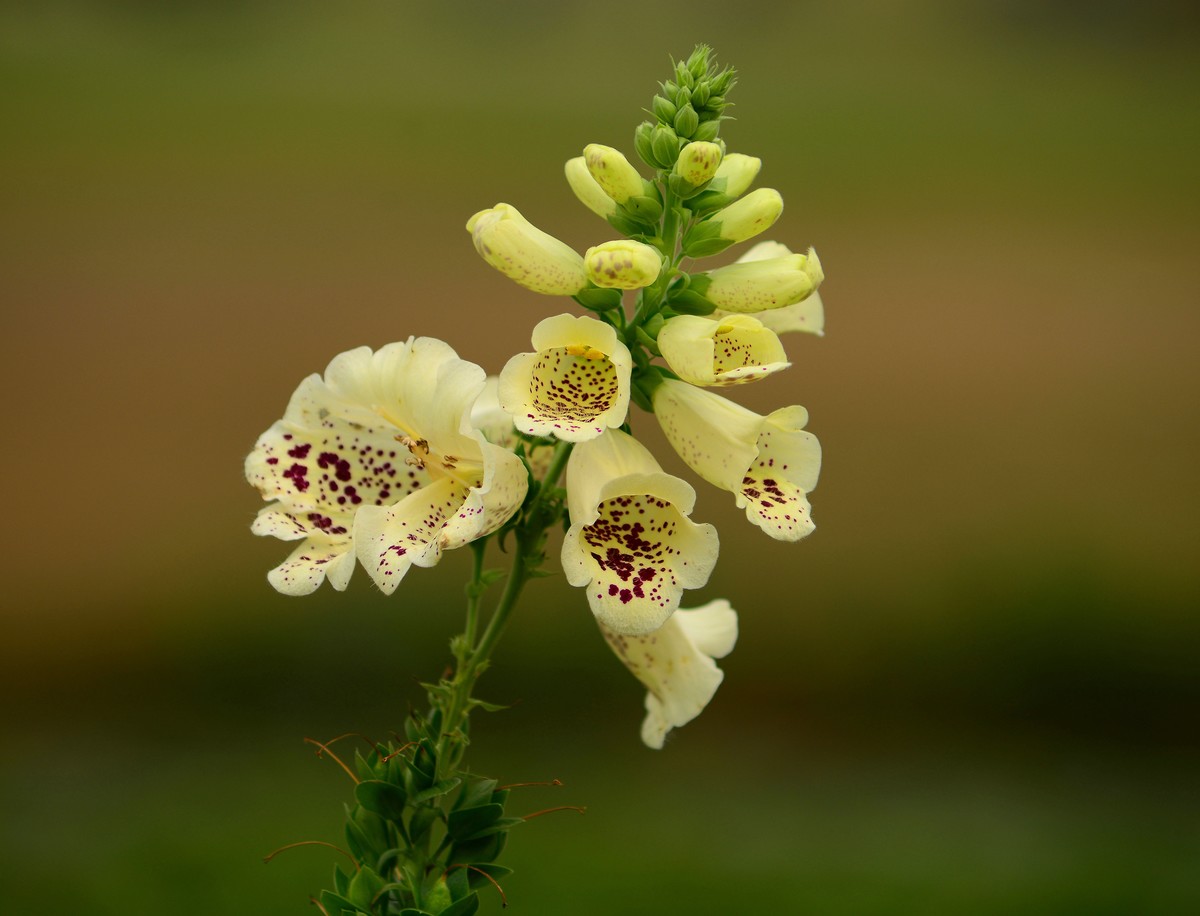 春天的毛地黄花。
