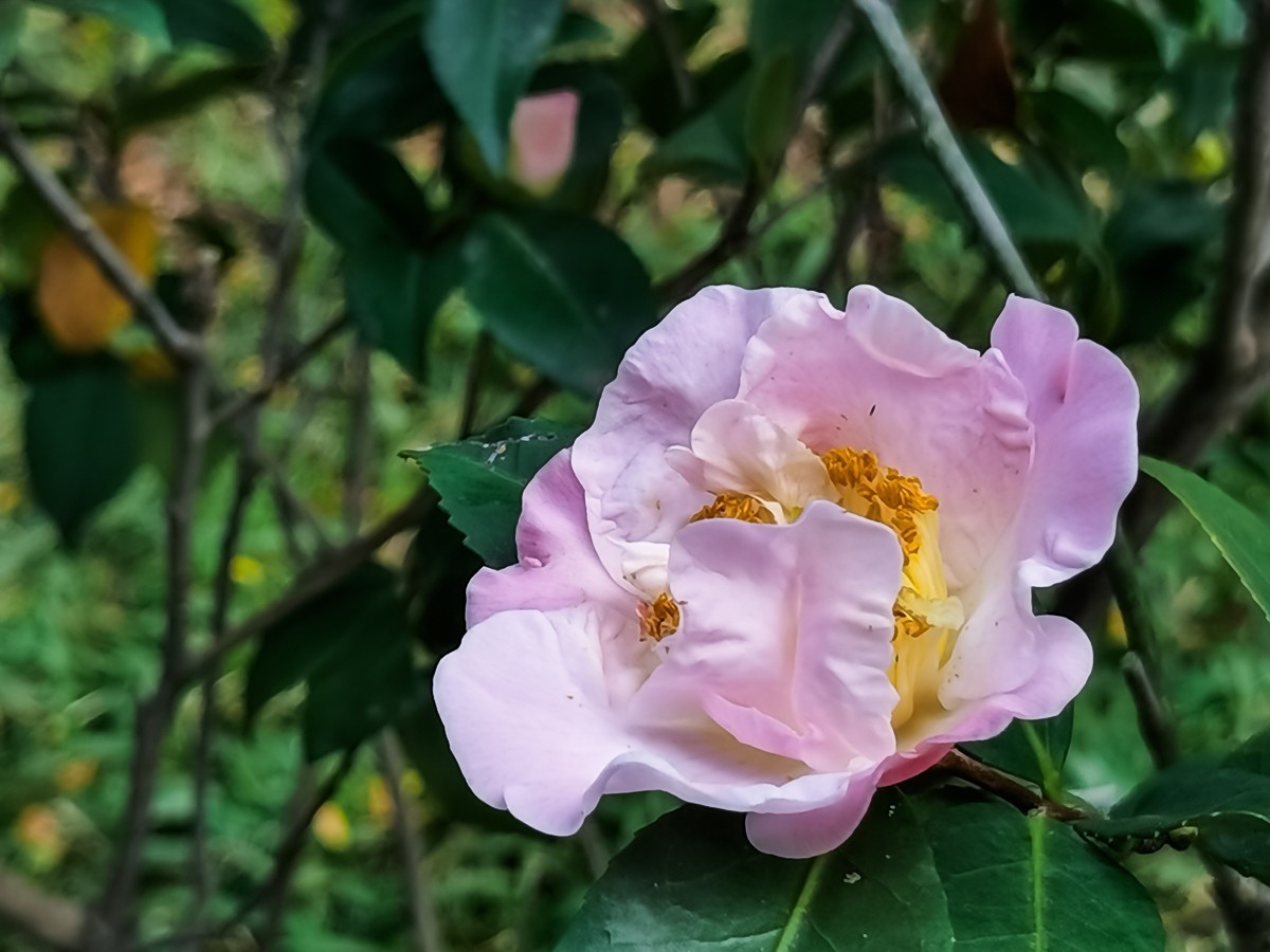 茶花