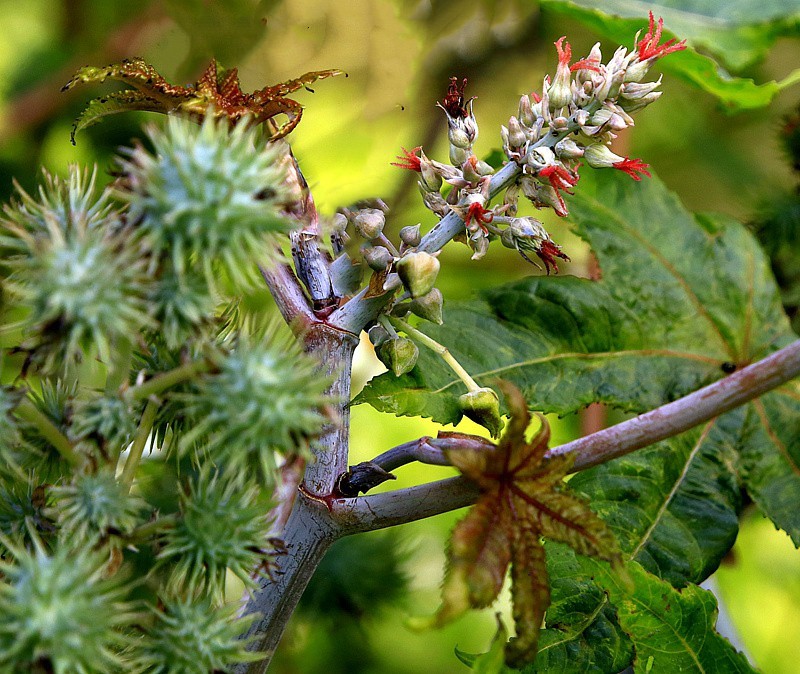 《不老松：忆海南游记》21.02.02海南：长岛兰湾路边的蓖麻子！！