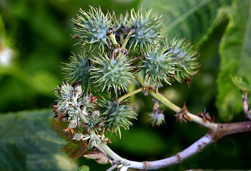 《不老松：忆海南游记》21.02.02海南：长岛兰湾路边的蓖麻子！！
