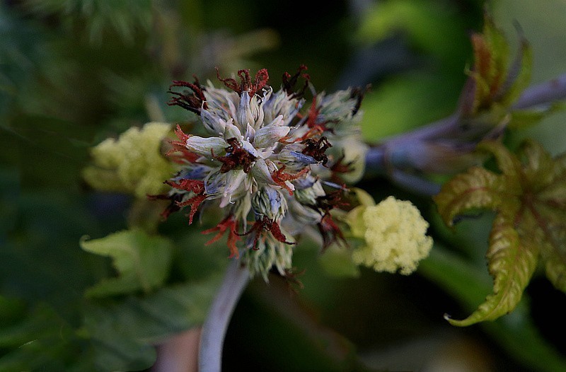《不老松：忆海南游记》21.02.02海南：长岛兰湾路边的蓖麻子！！