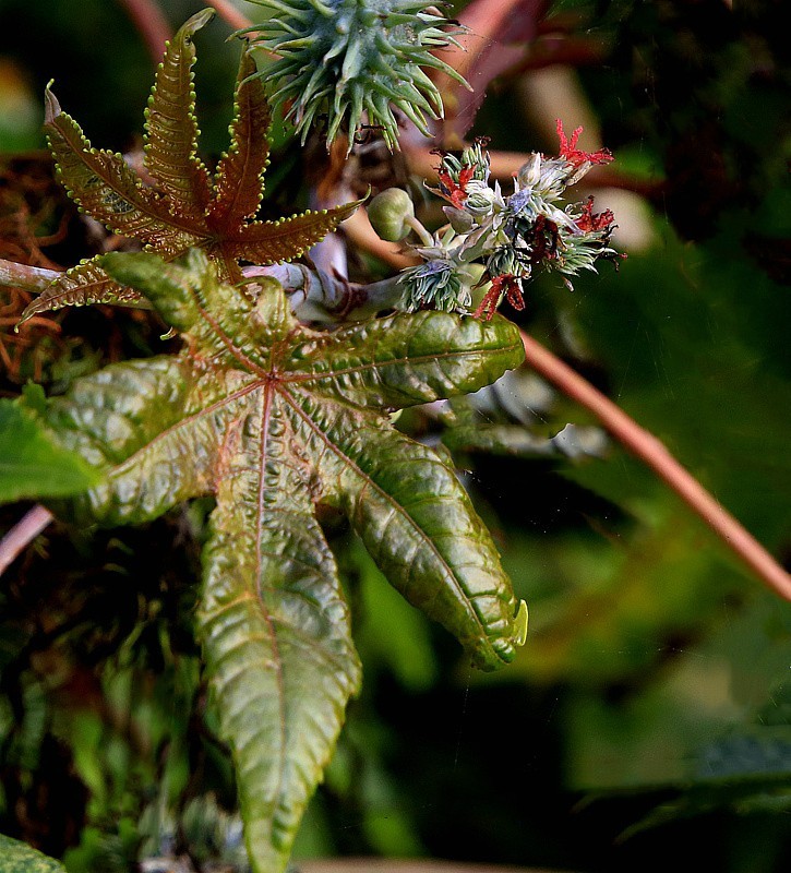 《不老松：忆海南游记》21.02.02海南：长岛兰湾路边的蓖麻子！！