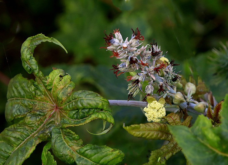 《不老松：忆海南游记》21.02.02海南：长岛兰湾路边的蓖麻子！！