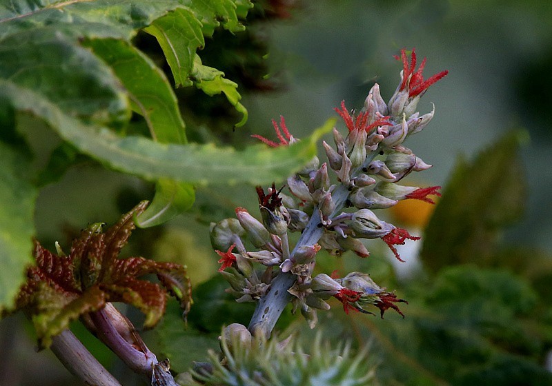 《不老松：忆海南游记》21.02.02海南：长岛兰湾路边的蓖麻子！！