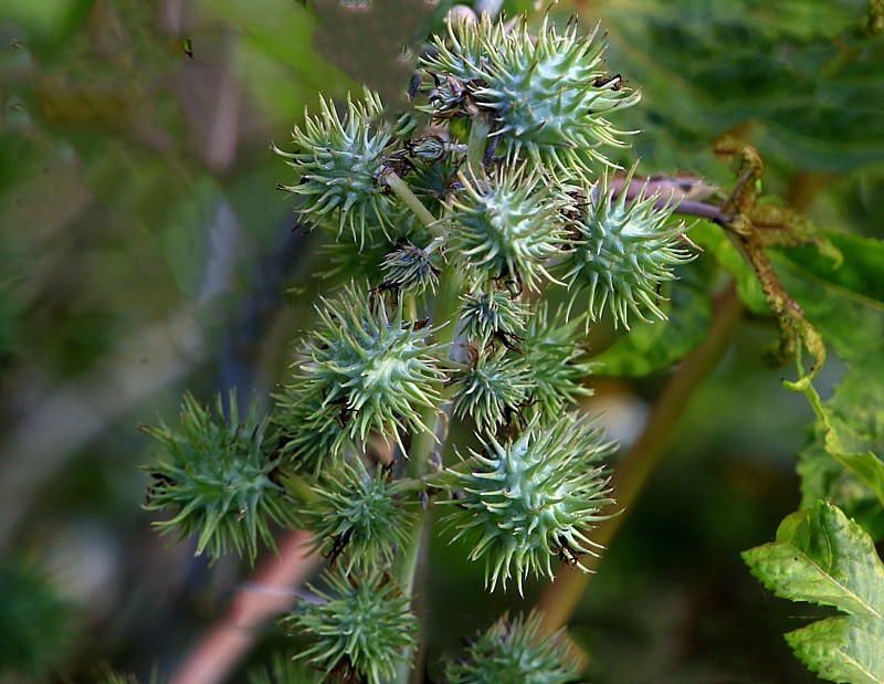 《不老松：忆海南游记》21.02.02海南：长岛兰湾路边的蓖麻子！！