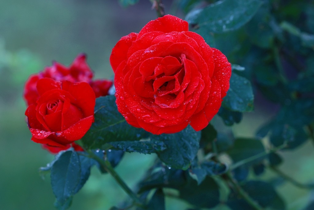 小雨后的月季花