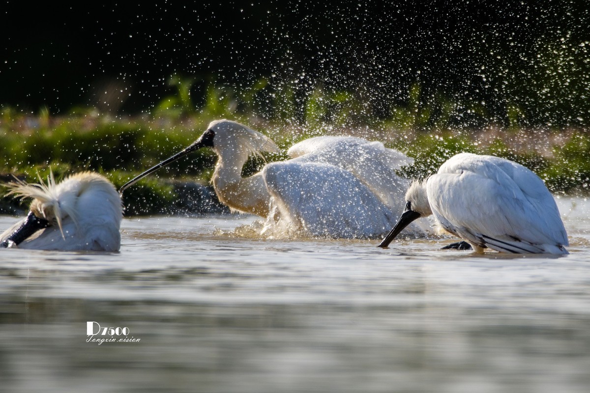琵鹭嬉水（15）