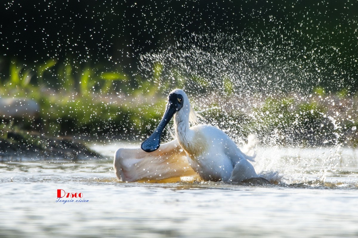 琵鹭嬉水（15）